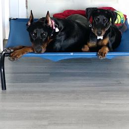 Doberman Pinscher Puppies from Jensen Dobermans