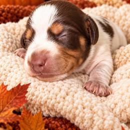 Theo - Piebald male Dachshund puppy in Mesa, Arizona from Dach Army LLC