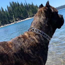 Cane Corso from S  Forty Ranch Cane Corso