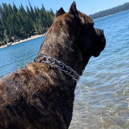 Cane Corso from S  Forty Ranch Cane Corso