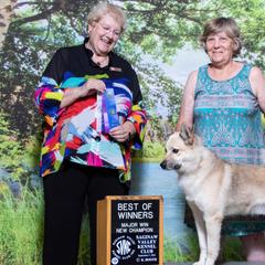 Norwegian Buhunds from Zodiac ranch
