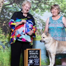 Norwegian Buhunds from Zodiac ranch