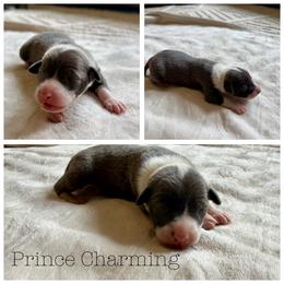 Prince Charming - White and blue male Italian Greyhound puppy in Texas from Italian Greyhounds of Frisco