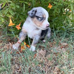 Chaos - male Miniature Australian Shepherd puppy in Godley, Texas from Bradley Kennels