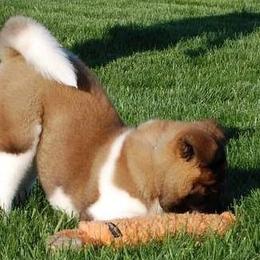 Akita from Hickory Ridge Akitas