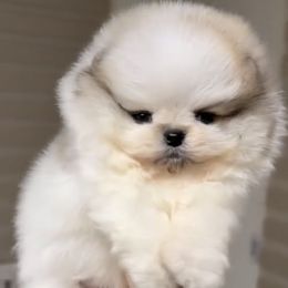Girl 1 - Cream parti female Pomeranian puppy in Burbank, California from Twins Dream Poms