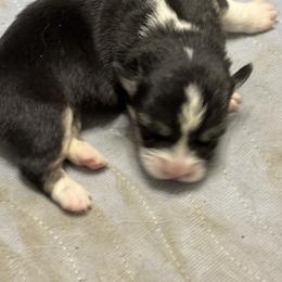 U-8- Melody Corgis - Black and tan female Pembroke Welsh Corgi puppy in Sanford, Michigan from Tambali Pembroke Welsh Corgis