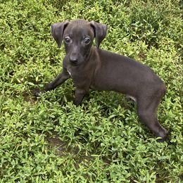 B4 - Seal male Italian Greyhound puppy in Frederick, Maryland from Celeste Italian Greyhounds
