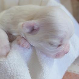 Boy 3 - White male Maltese puppy in Palatka, Florida from Boshi Maltese