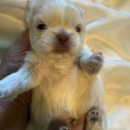 Boy 1 - Cream and white male Shih Tzu puppy in Birch River, West Virginia from Karen's Shih Tzus