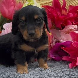 Miles - Black and tan male Dachshund puppy in Desloge, Missouri from Snows Doxies