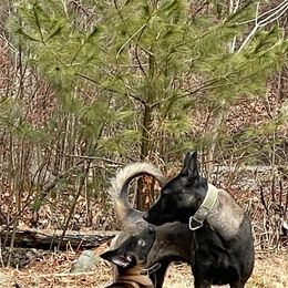 Belgian Malinois Puppies from Battle Road K9