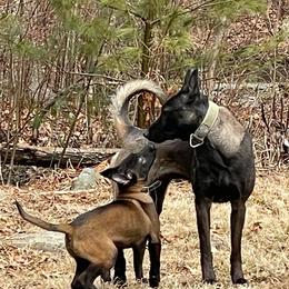 Belgian Malinois Puppies from Battle Road K9