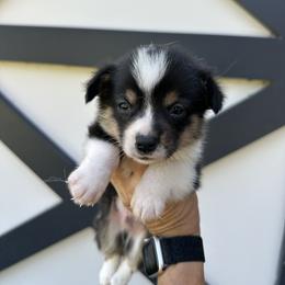 Black tri male - Black and tan male Pembroke Welsh Corgi puppy in Ocala, Florida from Rivermont Farm