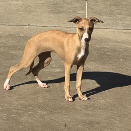 Caramel Cookie - Red fawn female Italian Greyhound puppy in Vienna, Georgia from Marchwind Farm