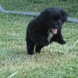 Buzz - Black & white male Australian Shepherd puppy in Alvin, Texas from Gulf Coast Aussies