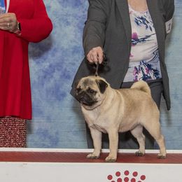 Halley - Pug