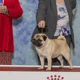 Halley - Pug