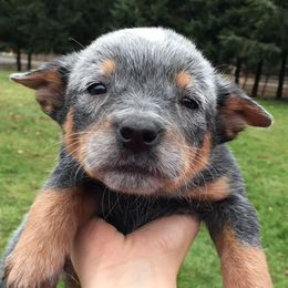 Australian Cattle Dogs from Willamette Valley Heelers