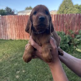 Dark Purple-Petunia Dursley - Mahogany female Irish Setter puppy in Franklin, Idaho from Spring Creek Irish Setters