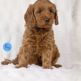 Banyan - Caramel red male Australian Labradoodle puppy in Redding, California from Shasta Royal Monroe Puppies