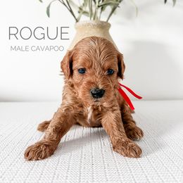 Bernedoodle and Cavapoo Puppies from Cariad Doodles