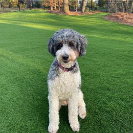 Rizzo - Bernedoodle