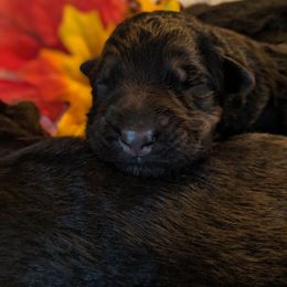 German Shepherd and Pembroke Welsh Corgi Puppies from Cbkennelandranch