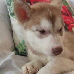 Siberian Huskies from Payden's Siberian Huskies