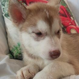 Siberian Huskies from Payden's Siberian Huskies