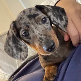 Dachshunds from Brooke Haven Dachshunds