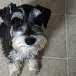 Miniature Schnauzers from Julie Moore's Miniature Schnauzers