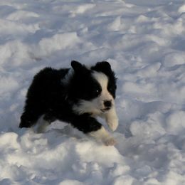 Miniature Australian Shepherd Puppies from Ridgestar Aussies