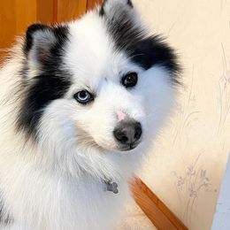 Pomskies from Til Vallahallar Pomskies