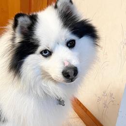 Pomskies from Til Vallahallar Pomskies