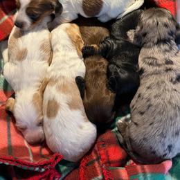 Dachshund Puppies from Rea's Puppies