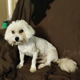Oliver - Coton de Tulear
