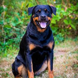 Athena - Rottweiler