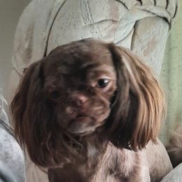Carne baby - Shih Tzu