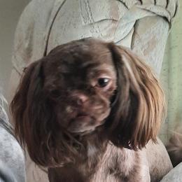 Carne baby - Shih Tzu