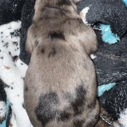Smokey - Dapple male Dachshund puppy in Nevada, Missouri from Lee's Backroad Fur Babies
