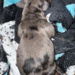 Smokey - Dapple male Dachshund puppy in Nevada, Missouri from Lee's Backroad Fur Babies