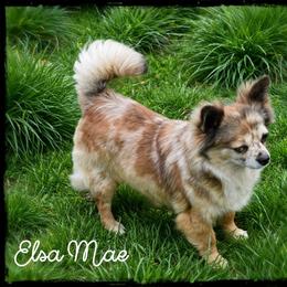 Elsa Mae - Chihuahua