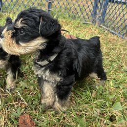 Grey - Black and silver male Miniature Schnauzer puppy in Sparta, North Carolina from New River Miniature Schnauzers and Anatolians