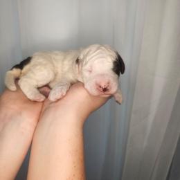 Eggnog - Black and white female Bernedoodle puppy in Fort White, Florida from Jade