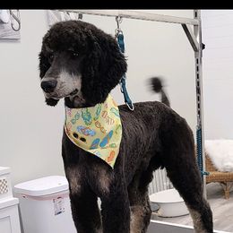 loki - Poodle