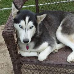 Siberian Huskies from Shawn Oberhouse's Huskies
