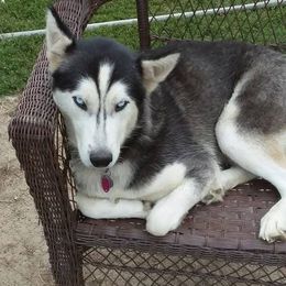 Siberian Huskies from Shawn Oberhouse's Huskies
