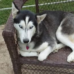 Siberian Huskies from Shawn Oberhouse's Huskies