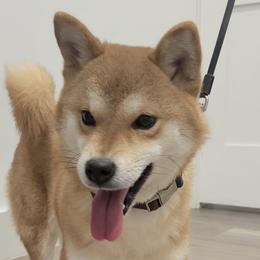 Kurumi - Shiba Inu